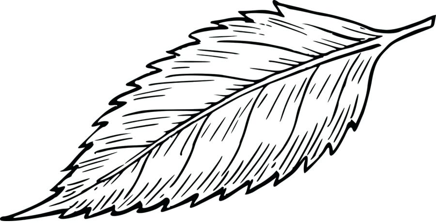 900x460 Drawing Of Leaf Grape Images Pixeljam