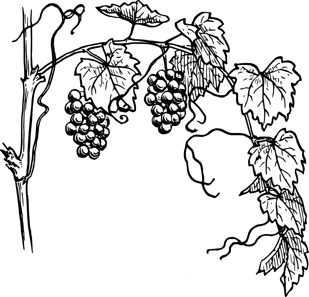 Grapes Line Drawing