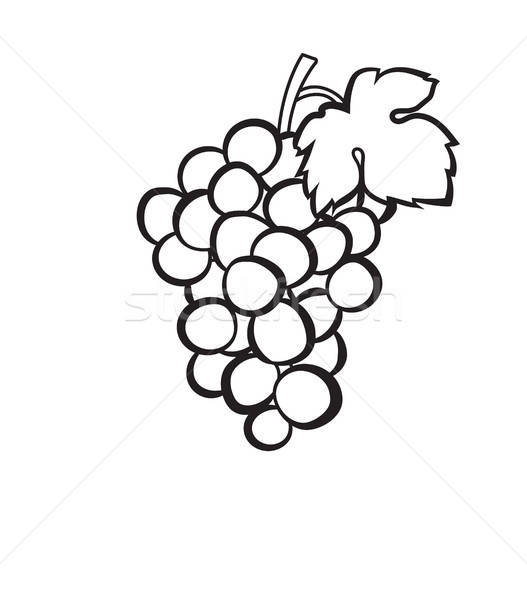 527x600 Cluster Of Grapes Hand Drawn Sketch Icon Vector Illustration