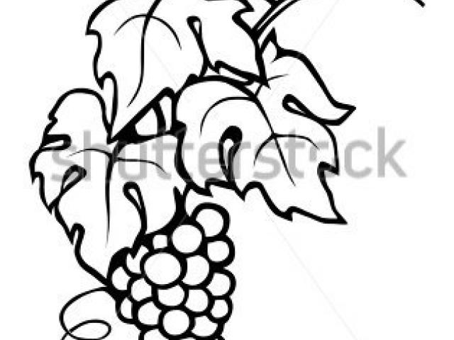 640x480 Drawn Grapes Free Clip Art Stock Illustrations