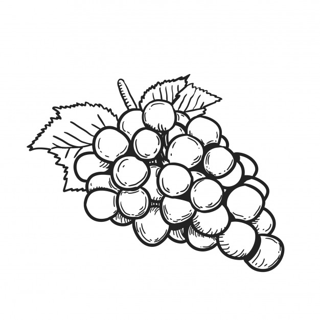 626x626 Grape Line Art Illustration Vector Premium Download
