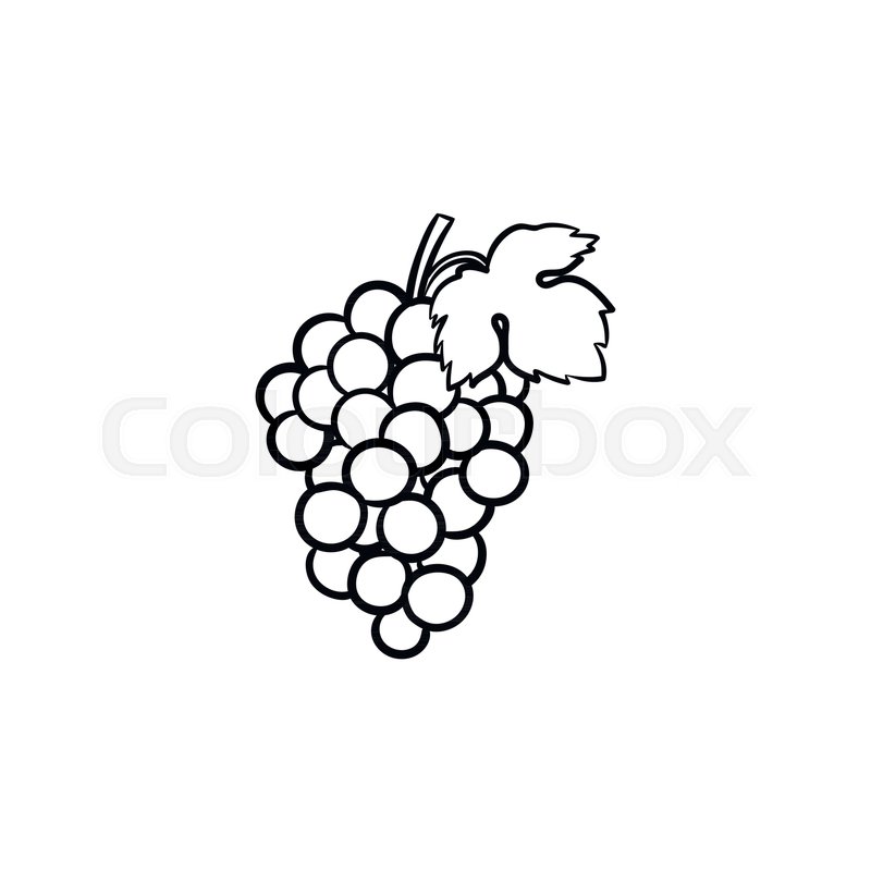 800x800 Bunch Of Grapes Vector Hand Drawn Stock Vector Colourbox