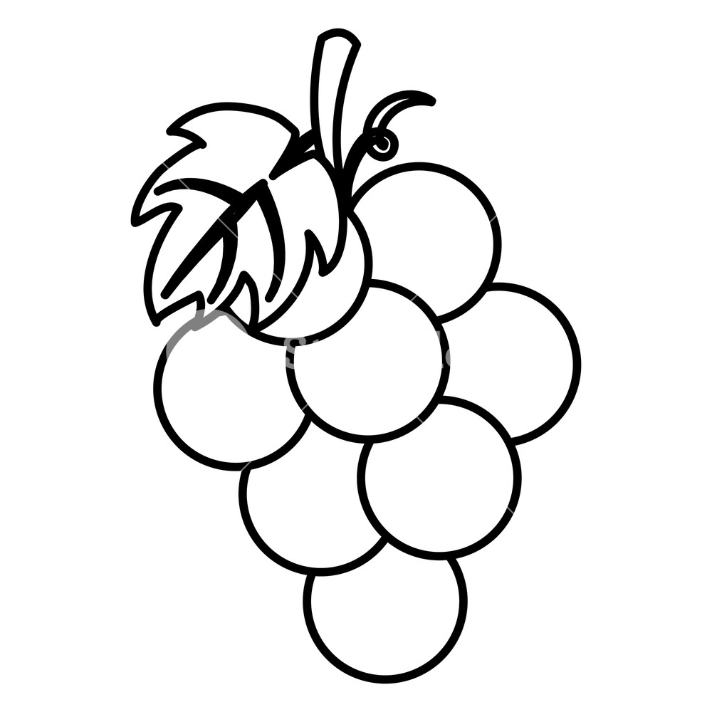 1000x1000 Thanksgiving Day Fruit Grapes Drawing In White Background Vector