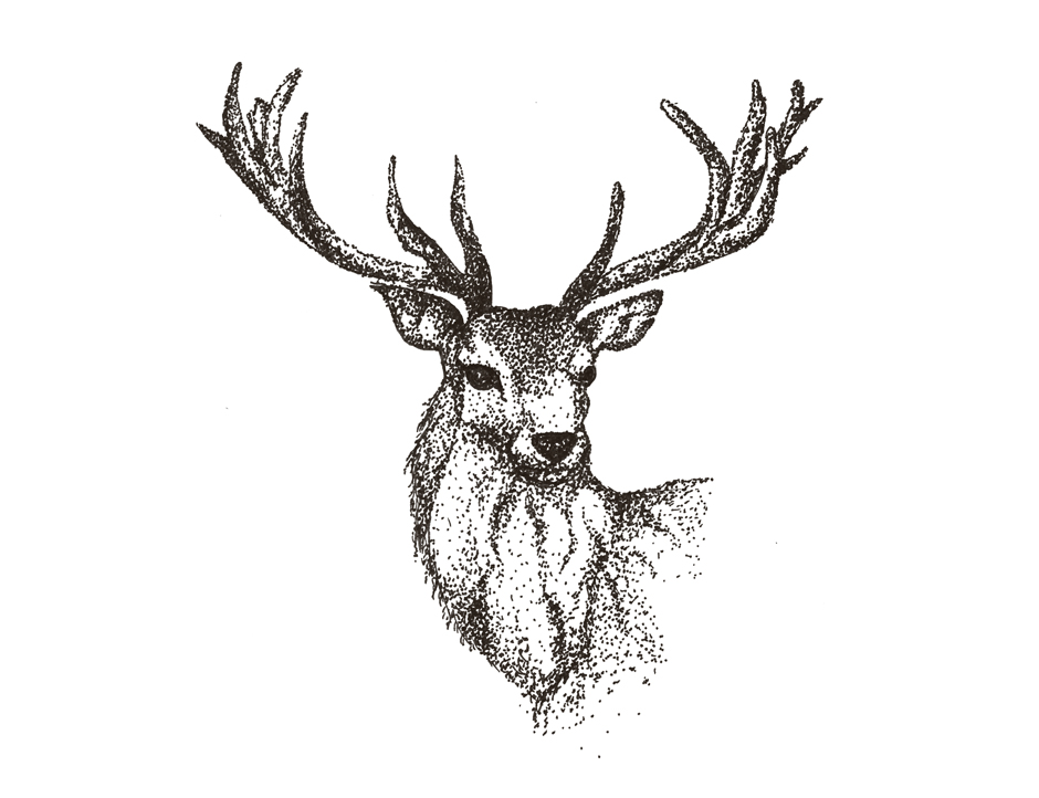 940x722 Deer Online Portfolio Digital Graphic Designer Caroline