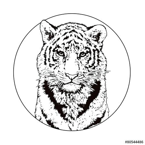 500x500 Bengal Tiger Drawing Tiger Drawing