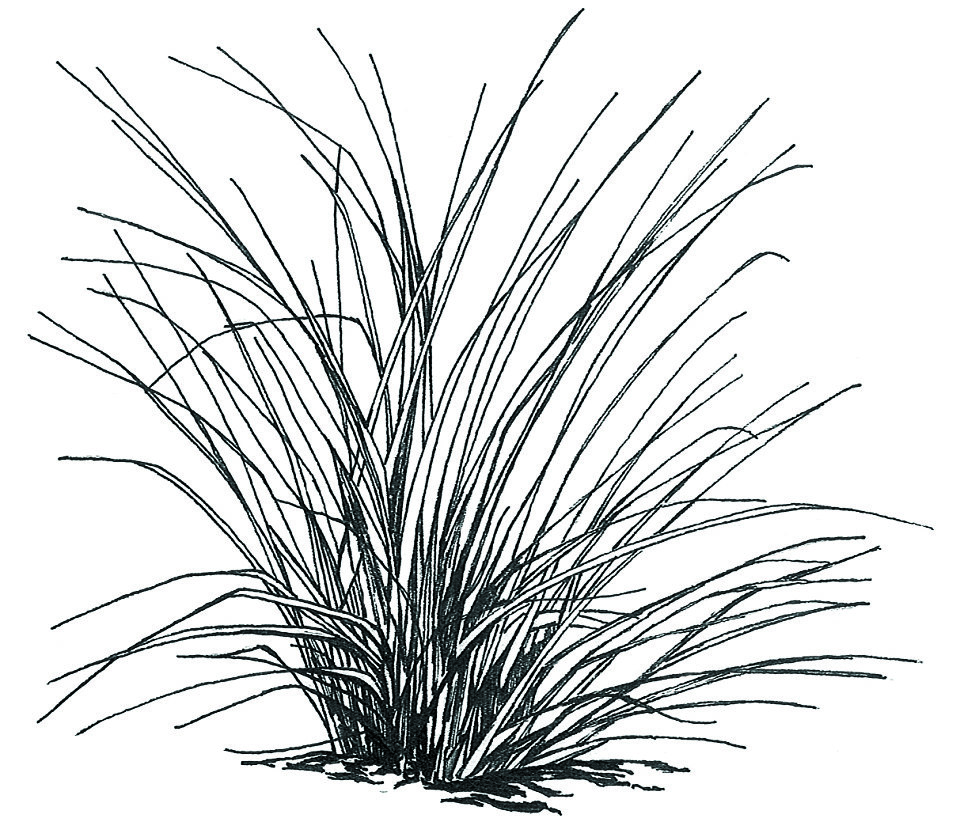 960x837 Grass Drawing Cordgrass For Free Download