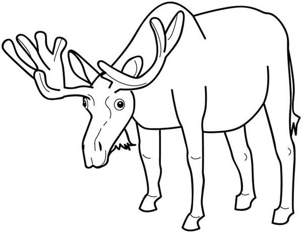 600x464 Grass Coloring Page Grass Template Coloring Page Elephant