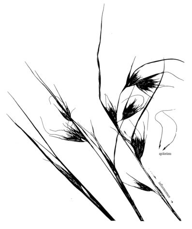 397x472 identify your local native grasses! adelaide hills natural