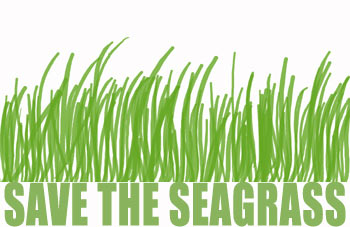 350x227 Seagrasses