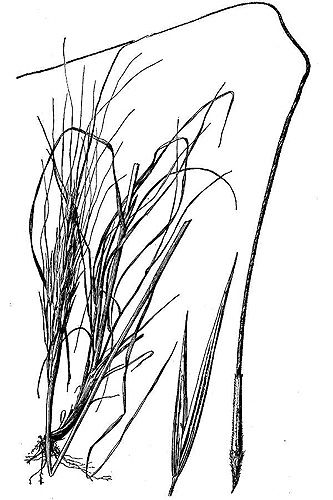 333x500 drawing kansas native plants drawings, artwork, plants