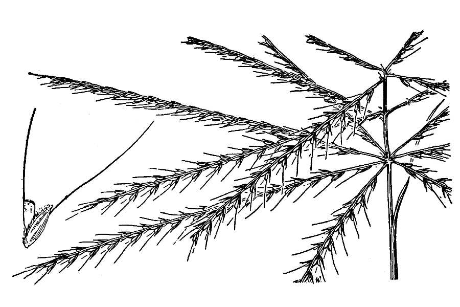 900x600 Large Image For Chloris Verticillata