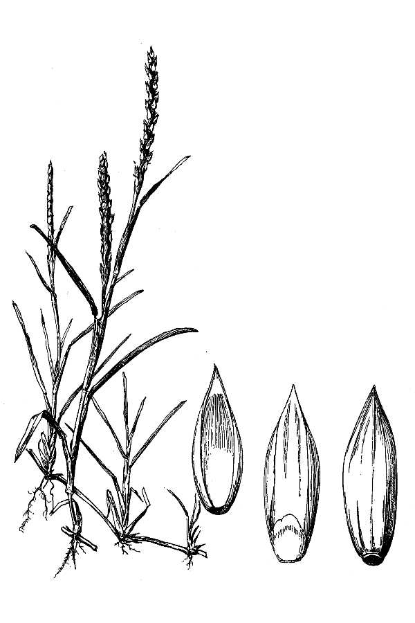 600x900 Large Image For Stenotaphrum Secundatum