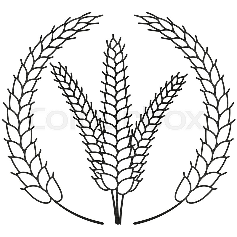 800x800 Line Art Black And White Ripe Wheat Stock Vector Colourbox