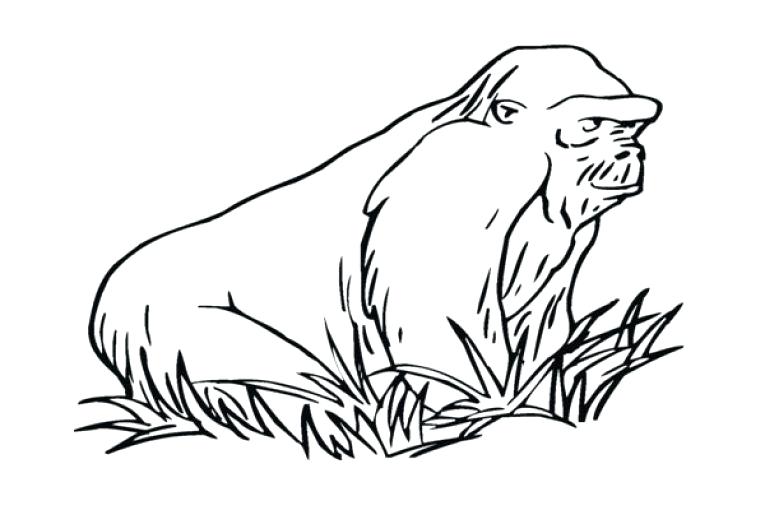 765x510 Grass Coloring