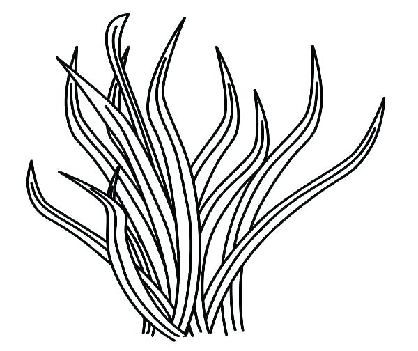 600x504 Grass Coloring Pages