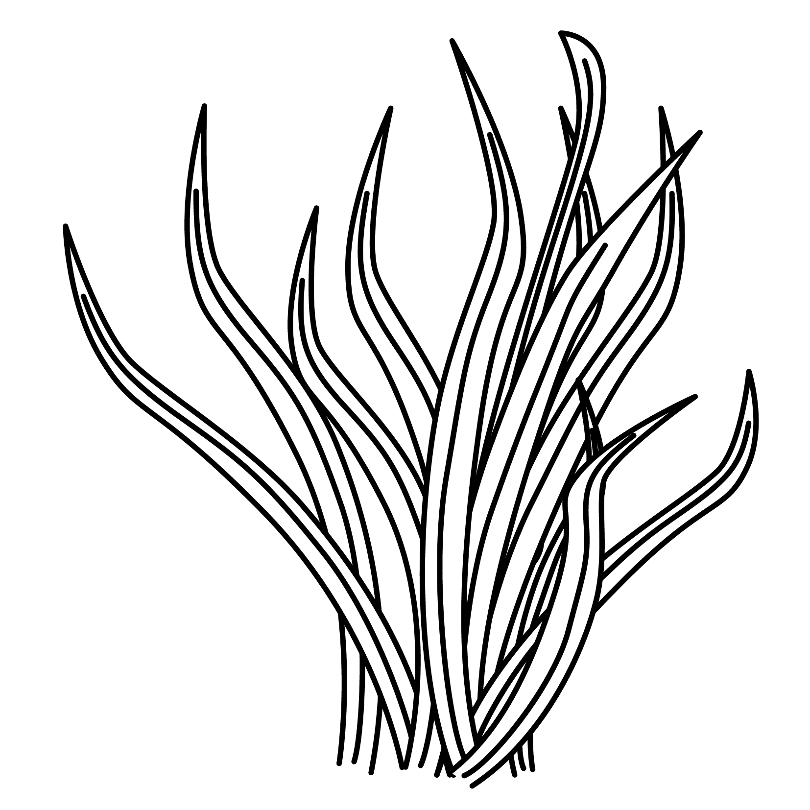 1654x1654 seagrass drawing sea grass for free download