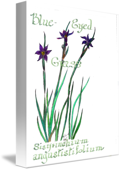 459x650 Blue Eyed Grass