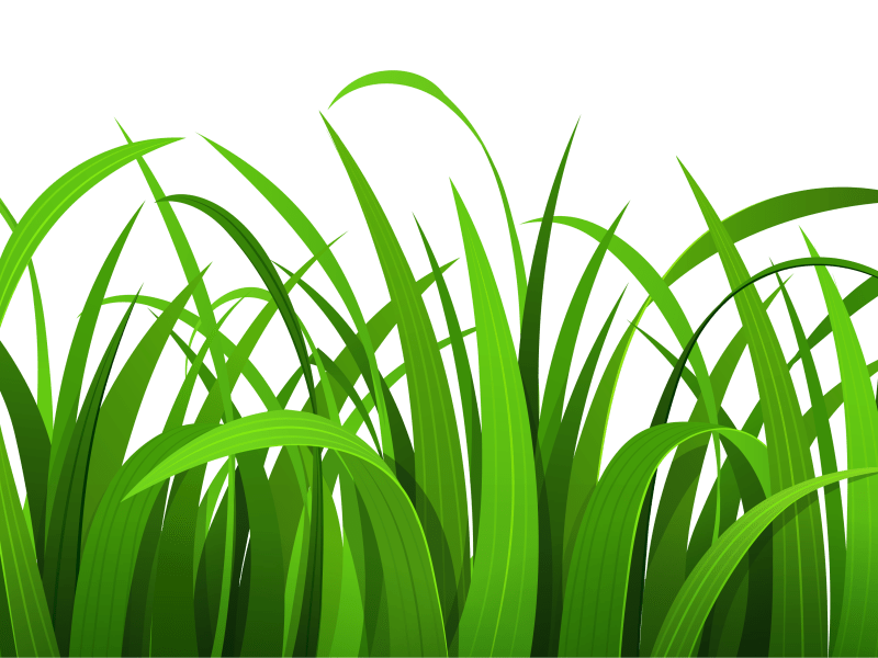 800x600 Flower Border Grass Pencil Drawing Gardening Flower And Vegetables