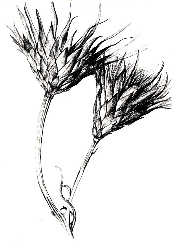 594x842 Hannah Siobhan Stewart Organic Line Drawings Penamp Inkpencil