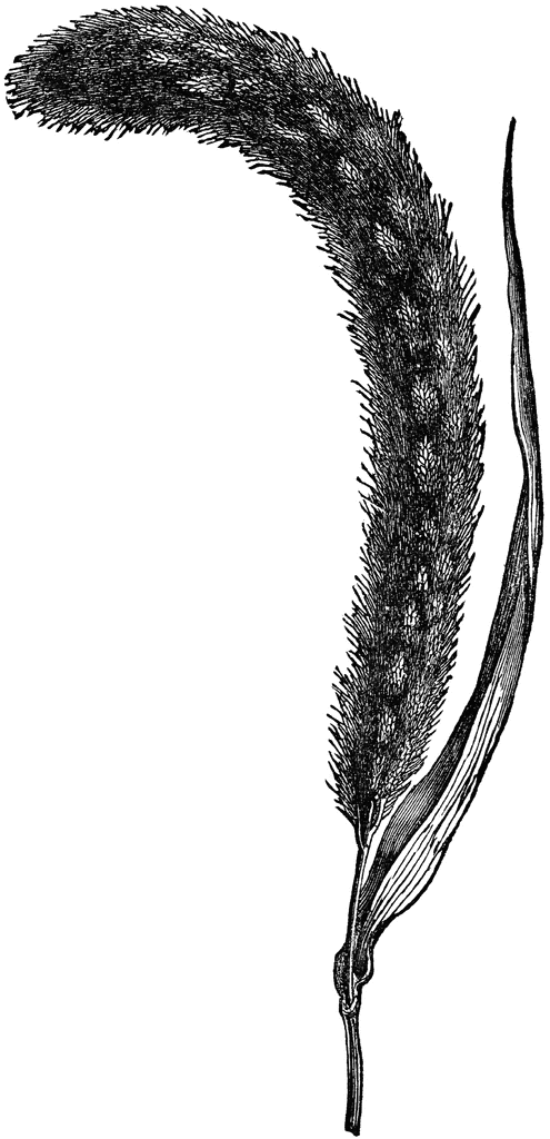 495x1024 Hungarian Grass Clipart Etc