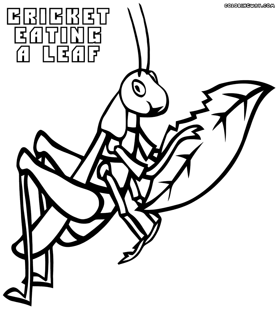 Grasshopper Line Drawing