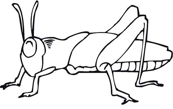 Grasshopper Line Drawing | Free download on ClipArtMag