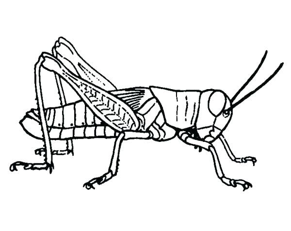 600x477 grasshopper drawing for kids architectures plural hoteles