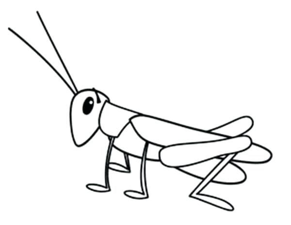 600x465 grasshopper drawings grasshopper drawing tiny coloring