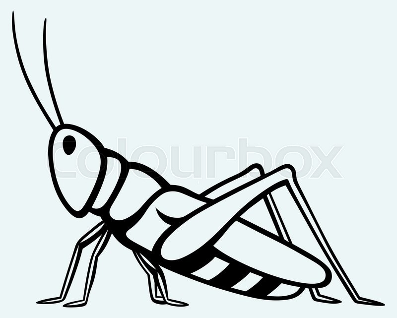 800x641 Grasshopper Image Isolated On Blue Stock Vector Colourbox