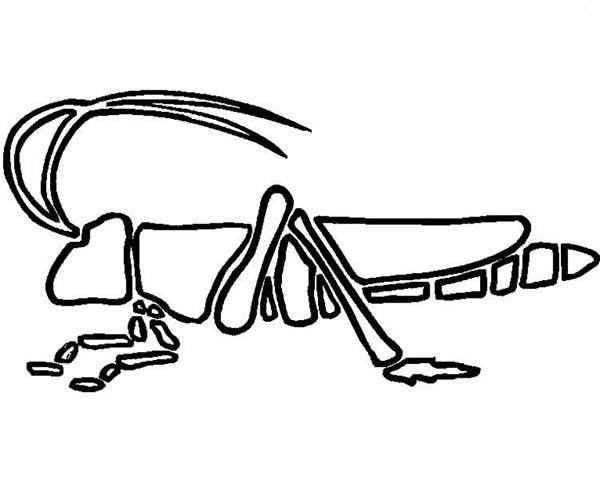 600x479 Picture Of Grasshopper Coloring Page