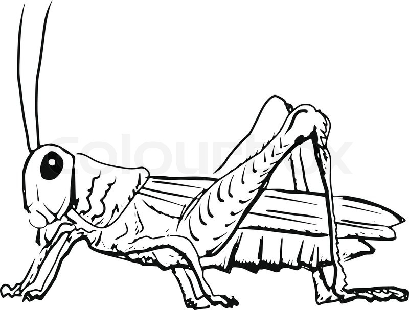 800x607 Collection Of Free Grasshopper Clipart Line Amusement Clipart