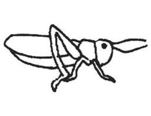 300x231 Grasshopper Drawing For Kids