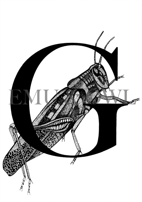 498x706 Grasshopper Letter G