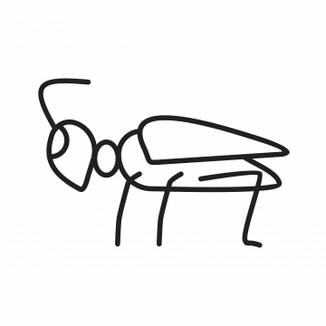 360x360 Grasshoppers Photos, Insect, Grasshopper Wings, Wing Png Image