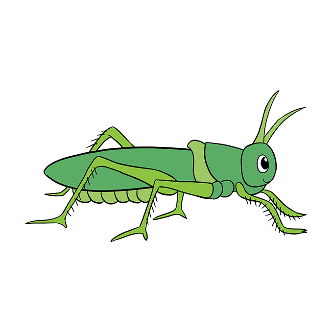680x678 How To Draw A Grasshopper