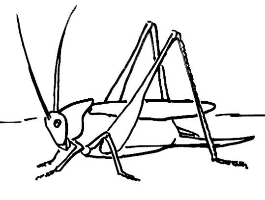 539x407 How To Draw A Grasshopper