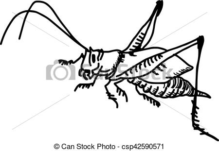 450x311 Illustration Vector Doodles Hand Drawn Grasshopper Isolated