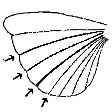 225x225 Key To The Band Winged Grasshoppers