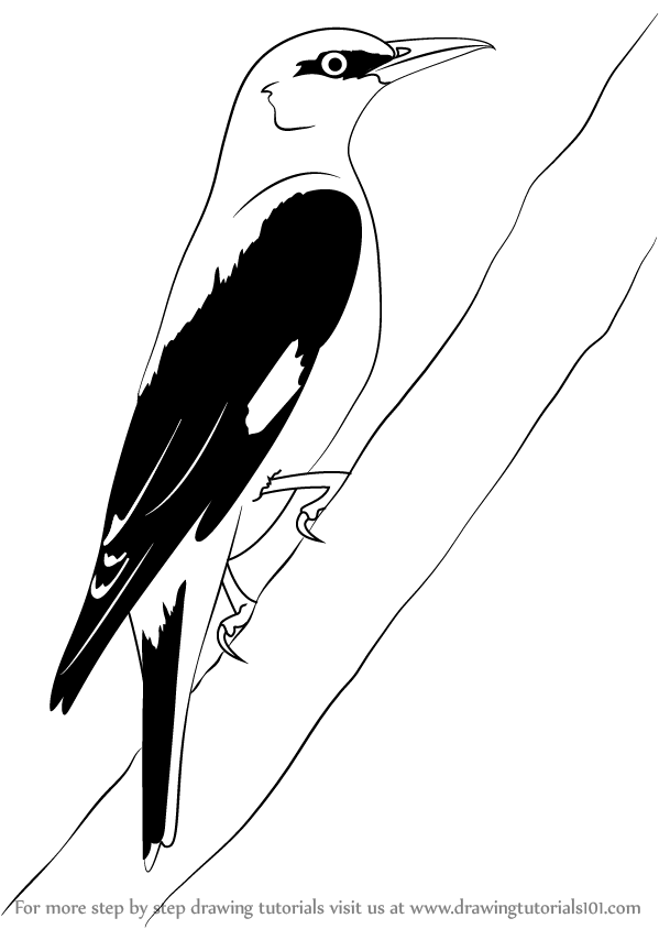 599x844 Learn How To Draw A Golden Oriole