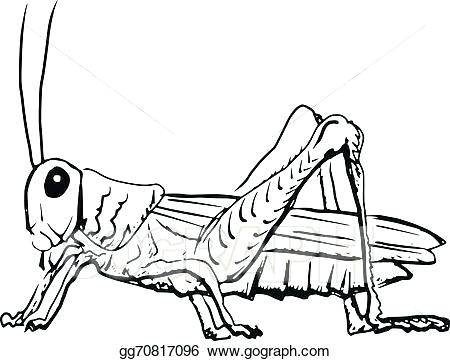 450x361 Grasshopper Drawings