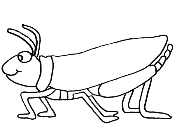 600x451 Sketch Of A Grasshopper