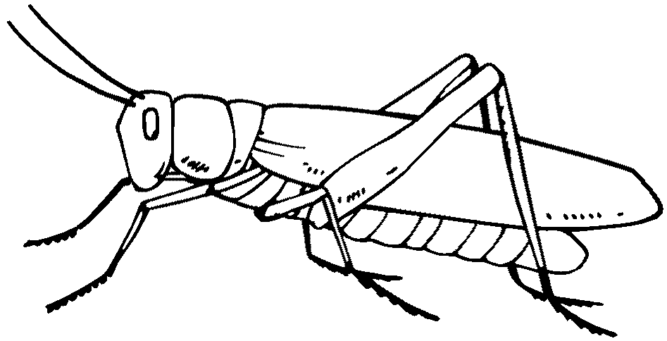 947x484 Collection Of Free Grasshopper Clipart Sketch Bean Clipart