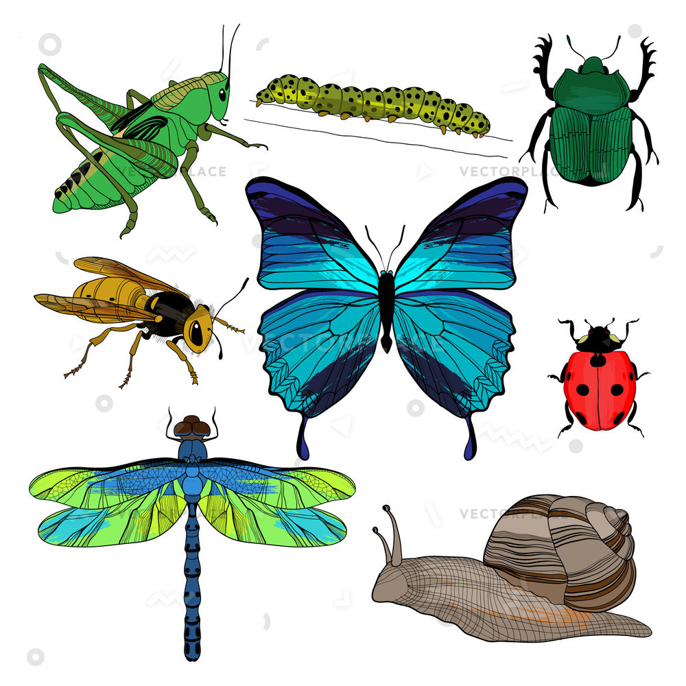 1000x1000 Colorful Drawing Insects Collection Grasshopper Wasp Vector