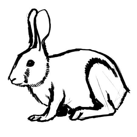 451x451 Hare Coloring Pages