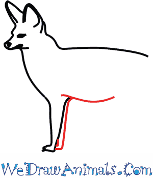 300x350 how to draw a bat eared fox