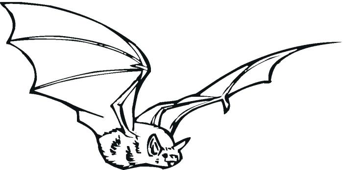 700x348 Nocturnal Animals Coloring Pages Nocturnal Animal Coloring Pages