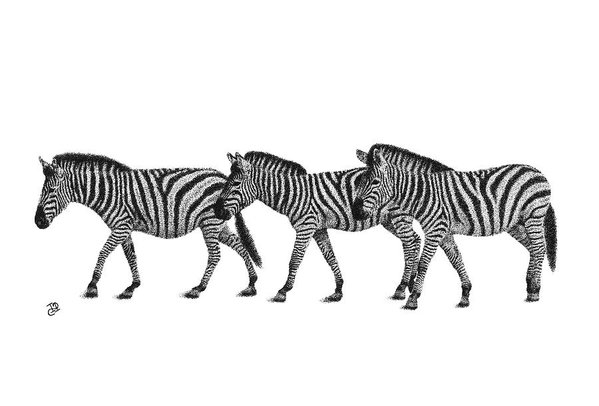 599x406 Zebra Drawings