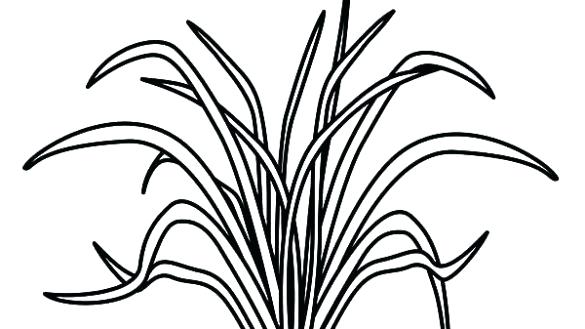 585x329 Grass Coloring Pages