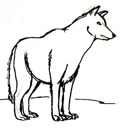 400x428 How To Draw A Gray Wolf