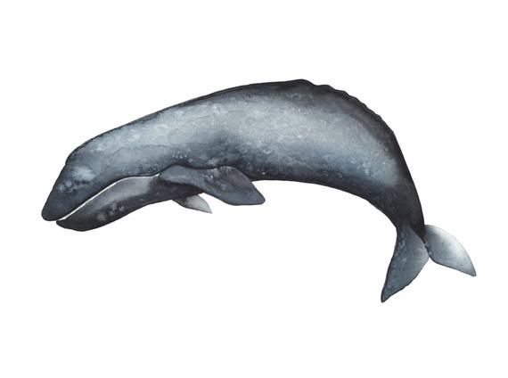 570x424 Gray Whale Watercolour Print Etsy